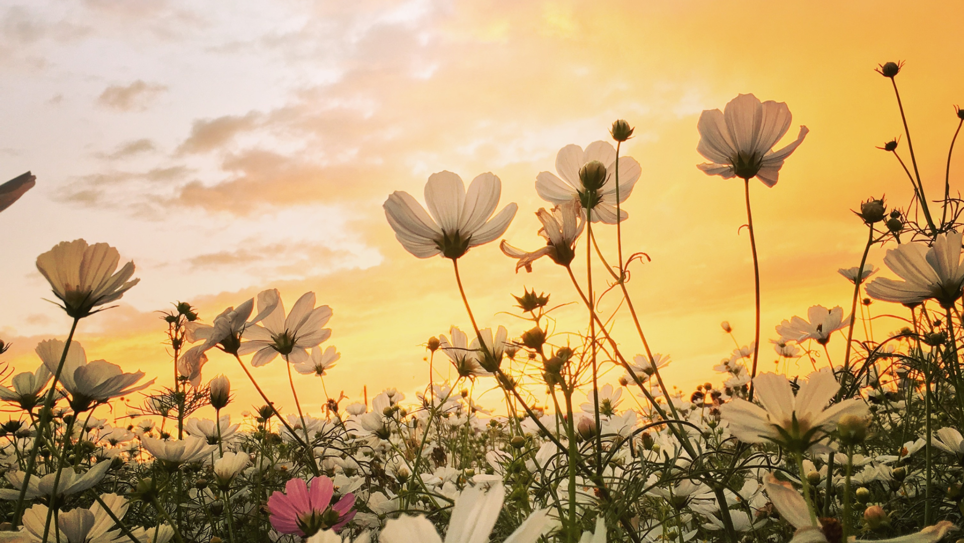 Spring synaesthesia: listening to nature with children